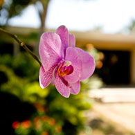 Pinecrest Realtor