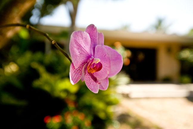 6090-sw-108-st-orchid-1